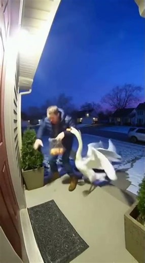 🦢🚪 Swan Ambush at the Doorstep — Dramatic Ring Cam Moment