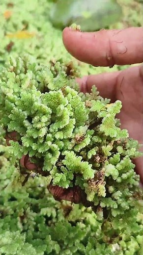 Managing AZOLLA Water Grass #shorts
