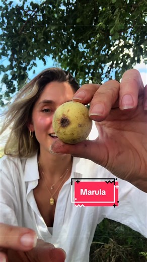 MARULA SEASON 🇿🇦 | marula fruit