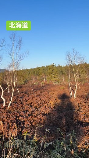 19 reactions | Takeuchi Seiichi on Reels | Facebook