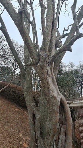 American Hornbeam tree #muscle wood #significant decay #splitting in its trunk
