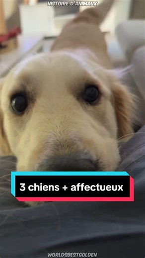 Les 3 races de chiens les plus affectueuses 🐈 #chien #cavalierkingcharles #labrador #goldenretriever #mignon #animauxdecompagnie