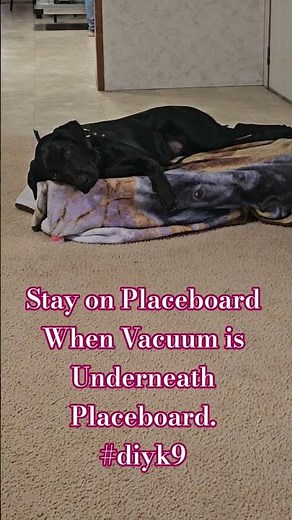 Placeboard Stay● 7 Month Lab Training #dogtraining #dogobedience #labradortraining