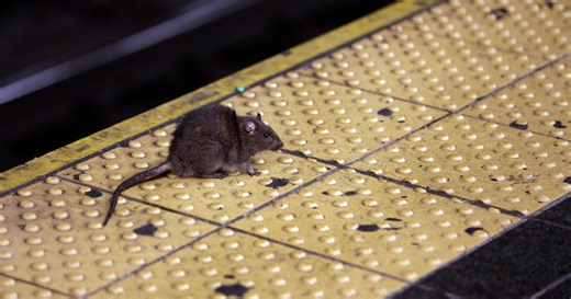 NYC preparing to roll out rat birth control