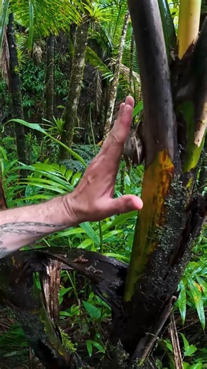 Check out these MASSIVE SNAILS we saw in Puerto Rico! #puertorico #jungle #nature | The Tarantula Collective