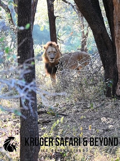 A STUNNING Male Lion, Disappears Into The Wilds, In A Beautiful Setting! Wild Lions, And Their Beauty! #lions #lionking #Wow #Amazing #incredible #stunning #beautiful #animals #africa #fblifestyle #wildlife #wildanimals #wildlifeplanet #naturelovers #nature #reelsfypシ #reelsfacebook #fypシ #reelsvideo #viralreels #trend #short | Kruger Safari And Beyond