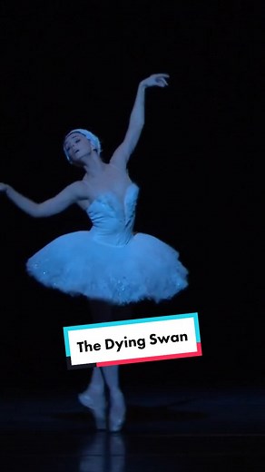Swan Transformation Ballet Performance | Dance Theatre