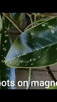 how to remove white spots on magnolia tree