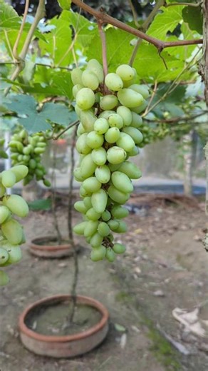 Best Moments in the Grapes Garden — আঙ্গুর বাগানের সেরা মুহূর্তগুলো
