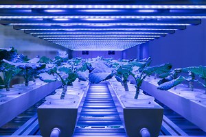Food Systems: Data, Digital and Innovation Levers