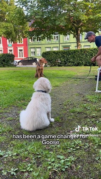 30 Essential Tips for New Puppy Owners