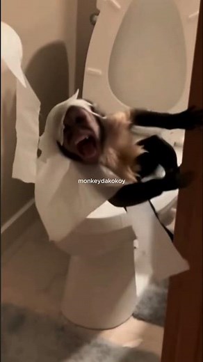 POV: You Walk Into the Bathroom and See THIS Monkey! #funnymonkey