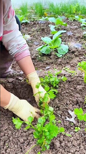 Planting Petroselinum crispum plants Tutorial #farming #shorts