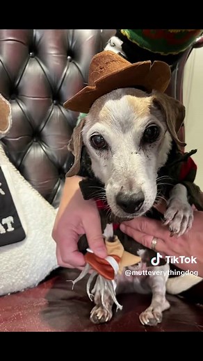 Visit Our Dog Bakery and Café for Treats and Fun