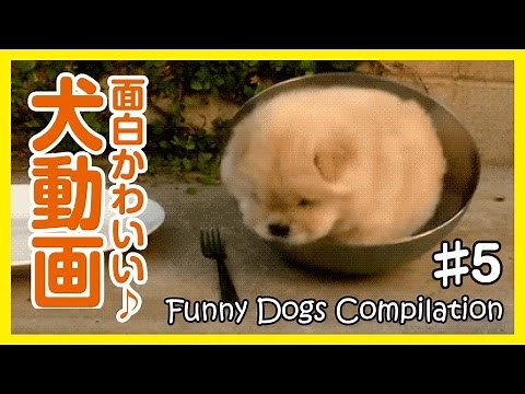 【面白わんちゃん】爆笑！！おもしろかわいい犬動画まとめ5【Funny Dogs】