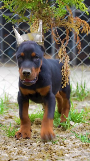 Erdem Ayaz TikTok'ta