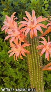 83K views · 10K reactions | ▪ Cactus Garden ▪ ▪•▪•▪•▪•▪•▪•▪ | Cactus Garden | Facebook