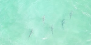 Aerial video captures shark snack attack off New York beach