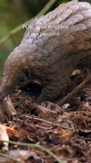 WildAid on Instagram: "The presence of pangolins supports an entire forest neighborhood. 🏡 Captured by infrared cameras set up by the Xizijiang Ecological Conservation Center in China, this rare footage shows pangolin burrows as bustling wildlife hotspots. A special thank you to Li Cheng and the Xizijiang Ecological Conservation Center for this footage and critical pangolin conservation work. 💚"