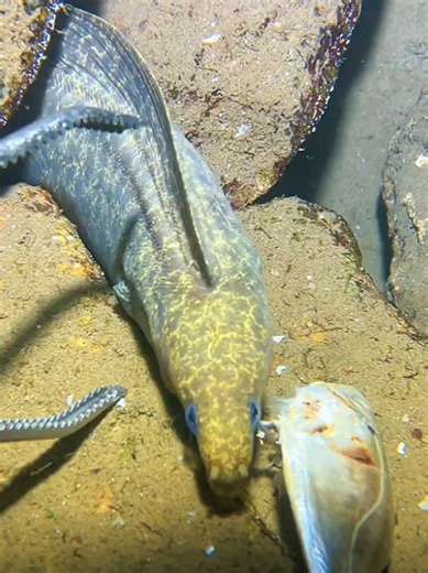 #diving #crab #catchthesea #seafood #seaside