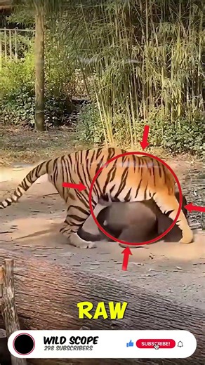 Gorilla vs Tiger Clash 🦍🐅 Wild Power #Shorts