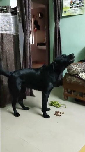 Labrador howling