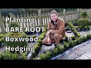 How to Plant a Boxwood Hedge Parterre