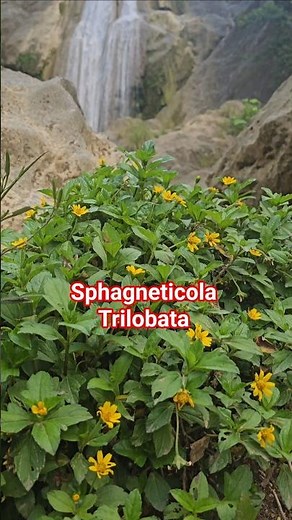 🌞 Golden Beauty in Bloom | Sphagneticola Trilobata
