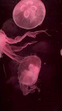 Floating Jellyfish in Changing Light