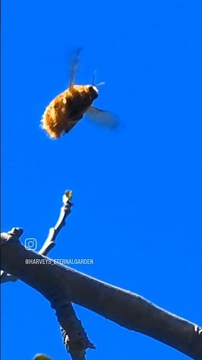 The Biggest Bee I have ever seen in my life!!!
