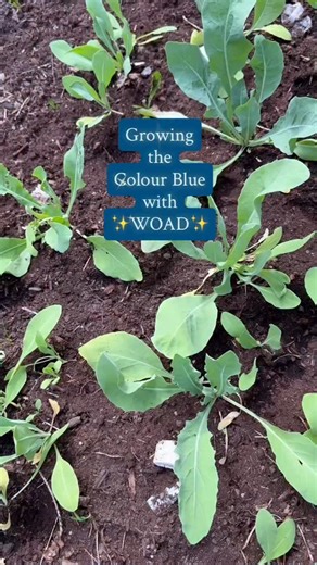 My journey into growing indigo plants (and extracting the pigment!) has been a rollercoaster ride. My main issue this year was a failed Japanese indigo crop. Had to resow seeds and I grew only a handful of viable plants. Ultimately, I could only experiment with very small batches (Video coming soon 🌱). On the other hand, woad grows very well here (it’s low maintenance for me). Note: I’m always very careful NOT to let my woad plants go to seed. Woad isn’t welcomed in a lot of regions because it 