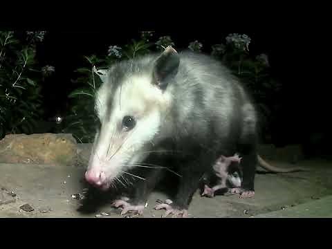 Virginia Opossum with babies