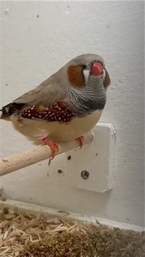 zebra finch fawn