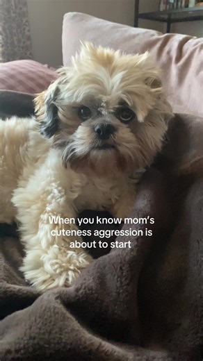 Why My Shih Tzu Says “I’m Scared” — Understanding Cuteness Aggression
