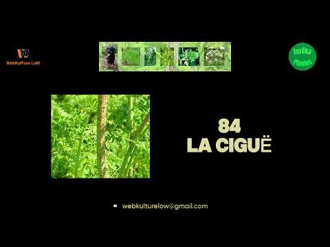 Eurêka Plantes 84 La Ciguë