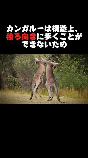 意外と知らないカンガルーの雑学 #雑学 #プチ知識 #動物 #shorts