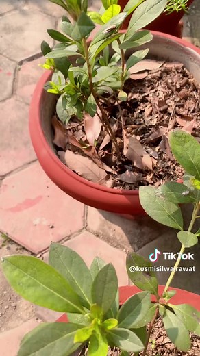 Essential Azalea Flowers Care Tips for a Thriving Garden