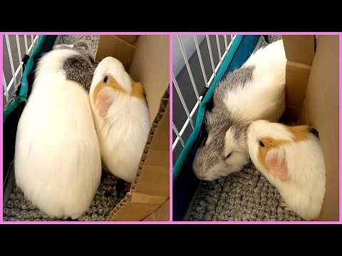 Best guinea pig rumblestrutting noises