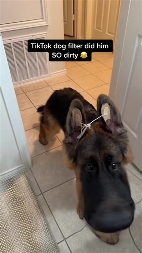 Hilarious TikTok Dog Filter Fail