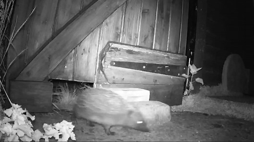 Hedgehog Highways are small gaps in or under garden boundaries (13cm x 13cm) to let hedgehogs in. This summer we’re looking for the #BiggestHedgehogStreet in Britain. See www.hedgehogstreet.org/biggest-hedgehog-street We run Hedgehog Street in partnership with People's Trust for Endangered Species 🎥Hedgehog Street/Andrew Ferguson | British Hedgehog Preservation Society