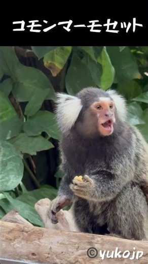 可愛いコモンマーモセット Common Marmoset eat #コモンマーモセット #commonmarmoset #monkey