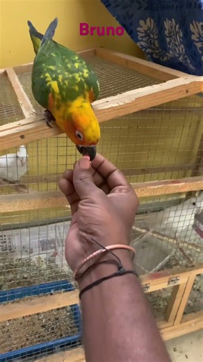 Watch Bruno the Sun Conure play with his favorite toy! 🧡🐦