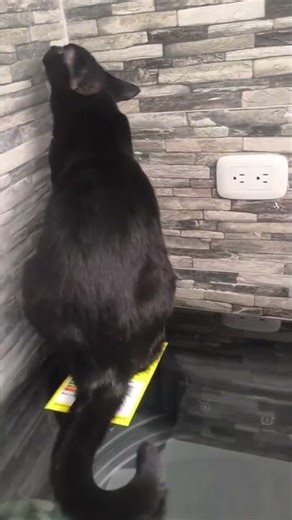 Cat Locks Sister Cat Inside Washing Machine