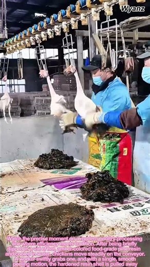 Satisfying Chicken Processing: How Pine Resin Removes Feathers in 3 Seconds
