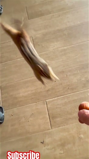 Chipmunk in the house