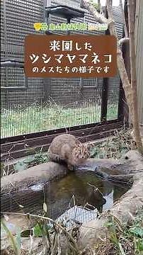 【東山動植物園公式】したるとゆり～バックヤードの様子～《 ツシマヤマネコ 》