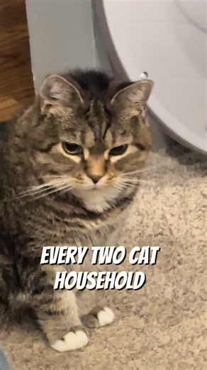 Hilarious Cat Moments with Ethel and Milo