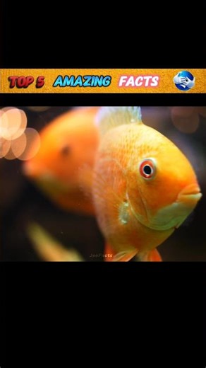 “आप नहीं जानते होंगे ये 5 Shockingly Amazing Facts! 😱 | JeeFacts”#factvideo