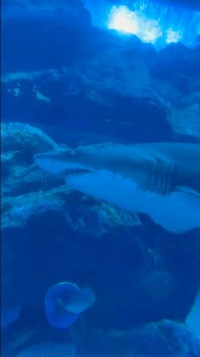 Inside the World’s Largest Mall Aquarium | Dubai Aquarium Full Tour 🐠🦈 | Dubai Mall Wonders