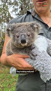 Edgar & Honey are growing up so fast! 🥺 #koalas #koala #koalajoey #koalabear #lovecentralcoast #australianreptilepark #aussieanimals | Australian Reptile Park